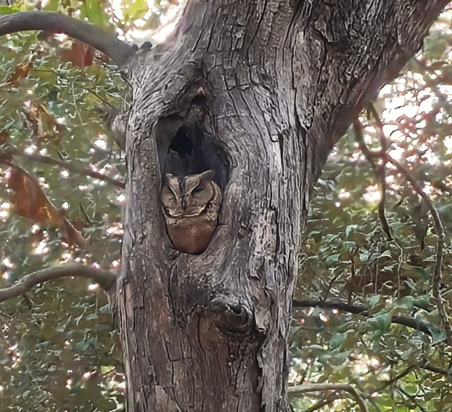A Journey Through Sacred Shores- Our Saurashtra Sojourn (Dec 2024)