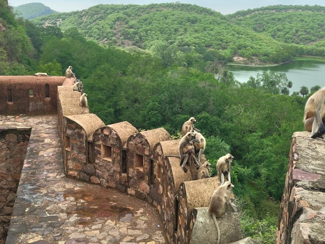 A family road trip through Ranthambore, Ujjain, and Indore